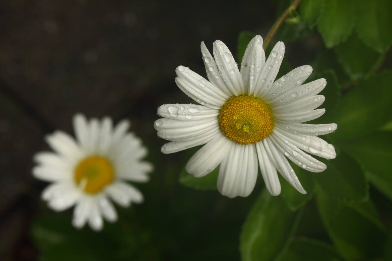 2015 09 30 HTP 9999 4